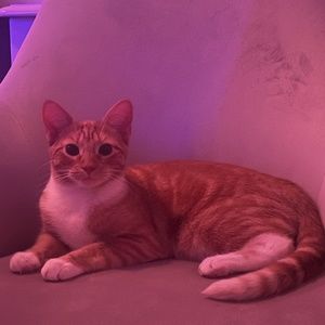 Meet your Posher, Shanna